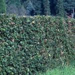 pilexhed1aquifolium