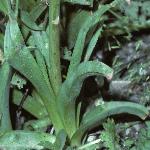 kniphofiafolaloides1