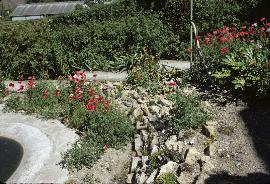 RockGarden1creationinJuly68a