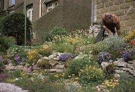 RockGarden12AlpinePlantsinJuly70a