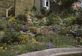 RockGarden13AlpinePlantsinJuly70a