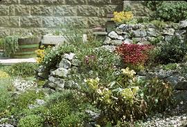 RockGarden16inMay72a