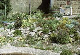 RockGarden19inMay73a