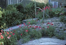 RockGarden2displayofpapaverrhoeasinJuly68a