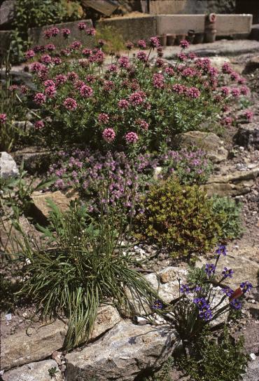 RockGarden24plantsinJune69a1a