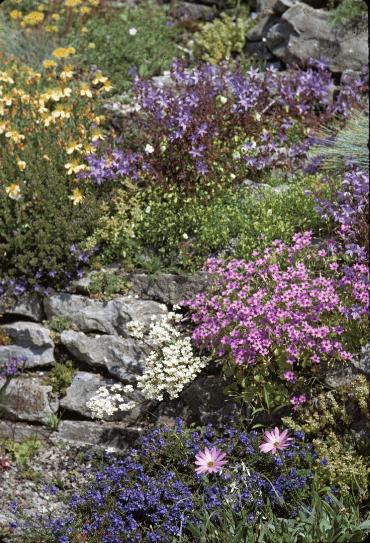 RockGarden25plants1