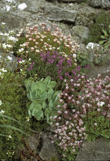 RockGarden26plants1