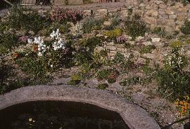 RockGarden4inJune69a