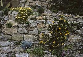 RockGarden7inOctober69a