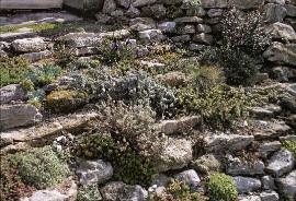 RockGarden8RockGardeninOctober69a