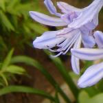 agapanthusbressinghambluepfolcoblands