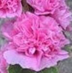 alcearoseachatersdoublesalmonpflorvroger