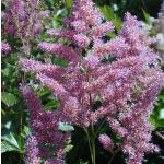 astilberheinlandpforcoblands