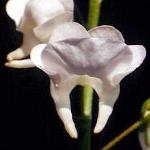 diasciapfloicebergboulby