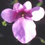 diasciapflolilacbelleboulby