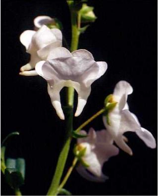 diasciapflosicebergboulby