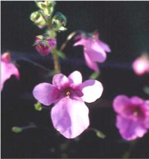 diasciapfloslilacbelleboulby