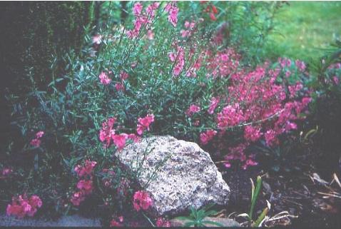 diasciapforhectorshardyboulby