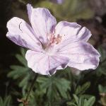 geraniumflosanguineumvarstriatum1