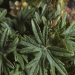 geraniumfolsanguineumvarstriatum1