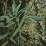 linariafol2alpina1
