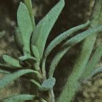 linariafol3alpina