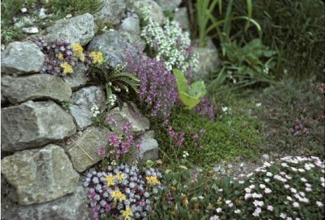 rockgardenplants27cc