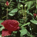 pink_rose_picture