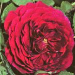 pink_rose_picture