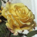 pink_rose_picture