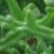 pelargoniumcfolblandfordianumgarnonswilliams