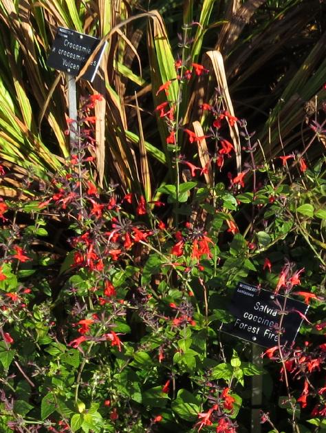 salvialocationcoccineaforestfiregarnonswilliams