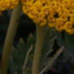 achilleafilipendulagoldplatepfolrvroger1