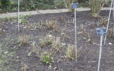 achilleaforwingoldplatekavanagh