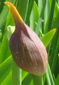 agapanthusbudccampanulatusalbidusgarnonswilliams