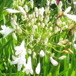 agapanthusflo1campanulatusalbidusgarnonswilliams