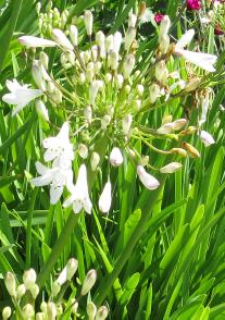 agapanthusflo2campanulatusalbidusgarnonswilliams