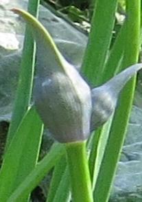 agapanthusflobud2buckinghampalacegarnonswilliams