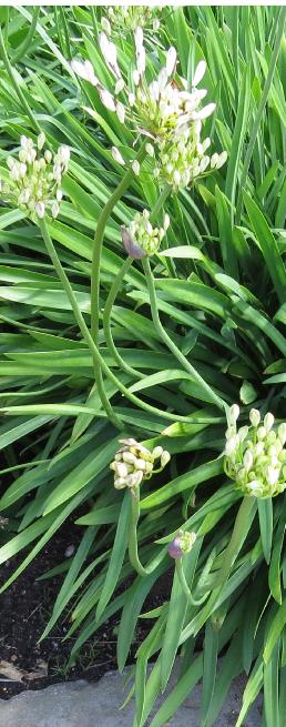 agapanthusfloscampanulatusalbidusgarnonswilliams