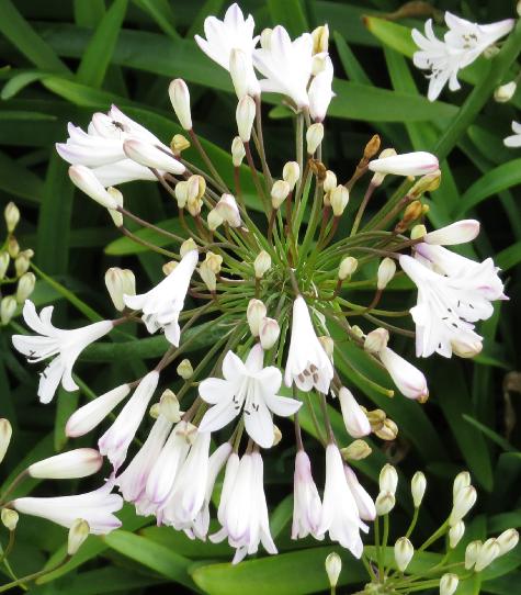 agapanthusflos1campanulatusalbidusgarnonswilliams