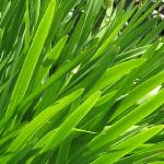 agapanthusfol1campanulatusalbidusgarnonswilliams