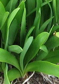 agapanthusfolsprcampanulatusalbidusgarnonswilliams