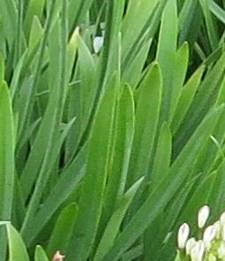 agapanthusfolsumcampanulatusalbidusgarnonswilliams