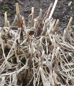 agapanthusfolwincampanulatusalbidusgarnonswilliams