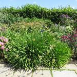 agapanthusforcampanulatusalbidusgarnonswilliams