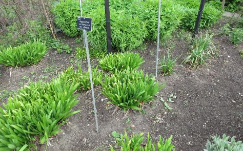 agapanthusforsprcampanulatusalbidusgarnonswilliams