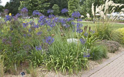 agapanthusforsum2buckinghampalacekavanagh