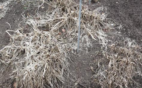 agapanthusforwincampanulatusalbidusgarnonswilliams