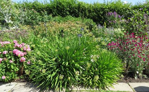 agapanthuscampanulatusvaralbidusIMG3614