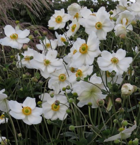 anemonefloshybridaluiseuthinkgarnonswilliams